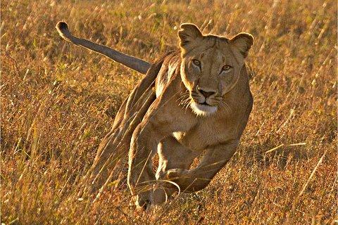 Masai Mara 3 Days Luxury Tented Safari