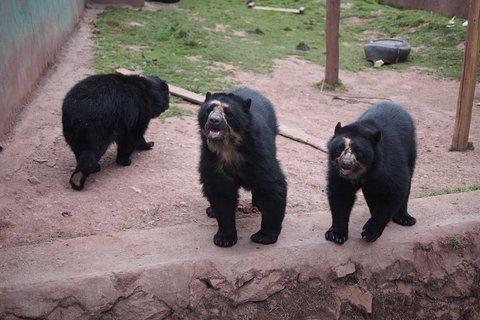 Cusco: visita el centro rescate de animales