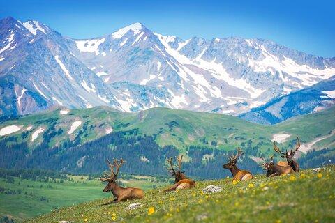 Private Birding Hike in Rocky Mountain National Park