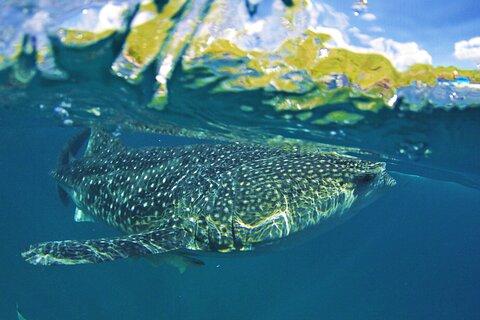 Full Day Shark Watching and Canyoneering in Cebu