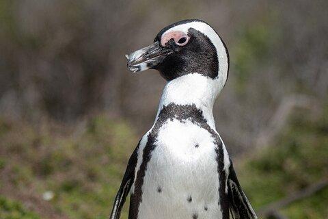 Cape Peninsula & Penguins Private Day Tour, Entrances Included.