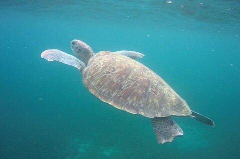 Discovery and snorkeling with sea turtles