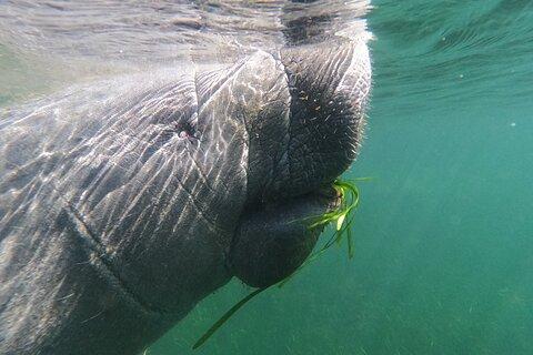 Crystal River: Private Manatee Swim With Guide(Free Photos)
