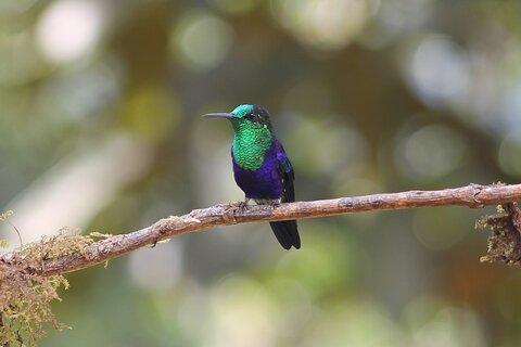 Easy Birdwatching in Cali Colombia (4 Hours)