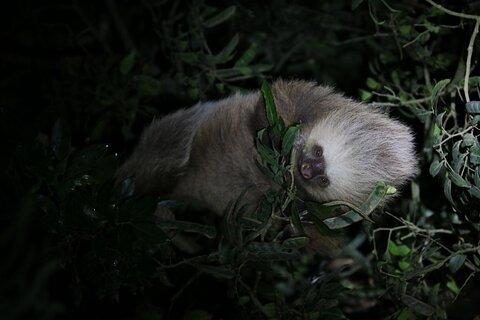 Monteverde Night Walk: Guided Wildlife Tour