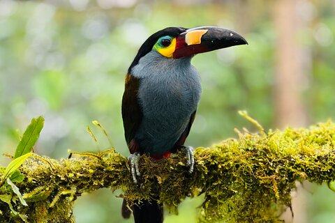 Mindo Cloud Forest Guided Private Tour with Three Fees Included