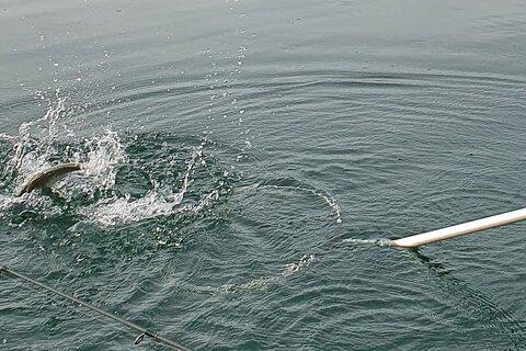Fishing Tour with a Fishing Boat at Lake Constance (Untersee)