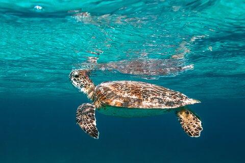 E-Snorkeling tour in Bonaire with easy Sea Scooters