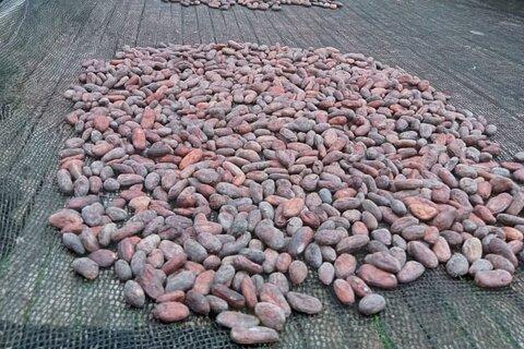 Bohol Chocolate Making and Farm Tour