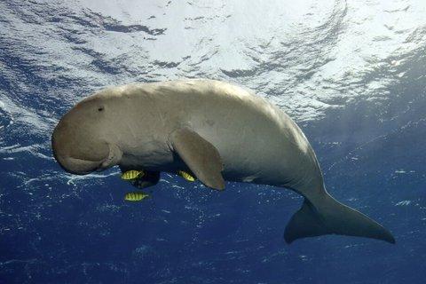 Coron Island Adventure Snorkeling Dugong Watching and More