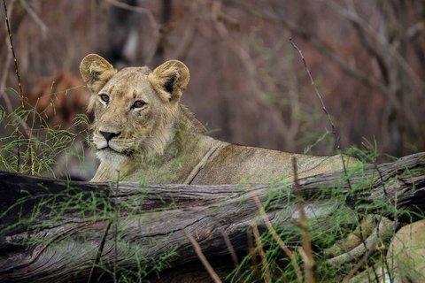 One Day Akagera National Park Big Five Safari